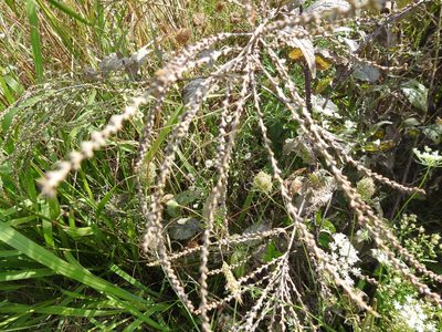 Verbena urticifolia, photographed by sudomir