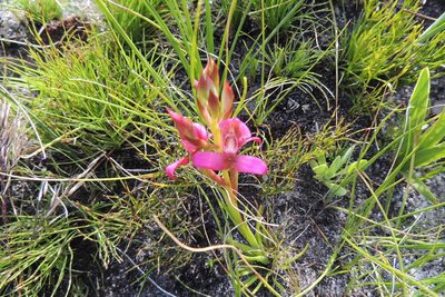Disa filicornis, photographed by jillblignaut