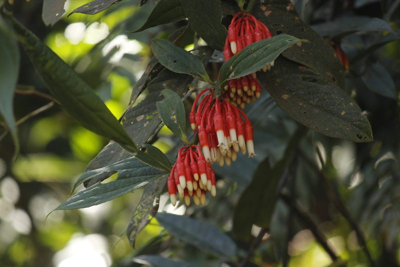 Psammisia guianensis, photographed by Ruth Gutiérrez Oliveros