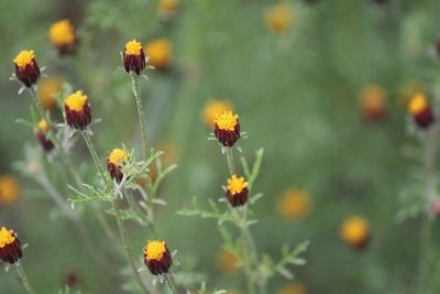 Dyssodia papposa, photographed by José Belem Hernández Díaz