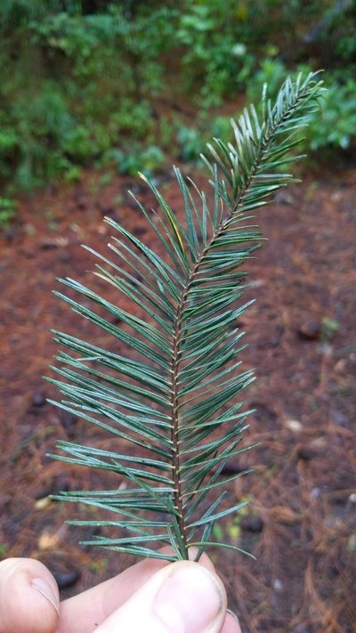 Abies flinckii, photographed by Alan Rockefeller