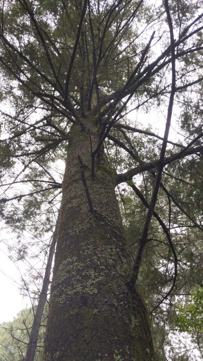 Abies flinckii, photographed by Alan Rockefeller