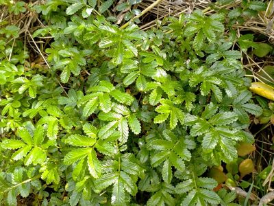 Acaena pallida, photographed by John Barkla