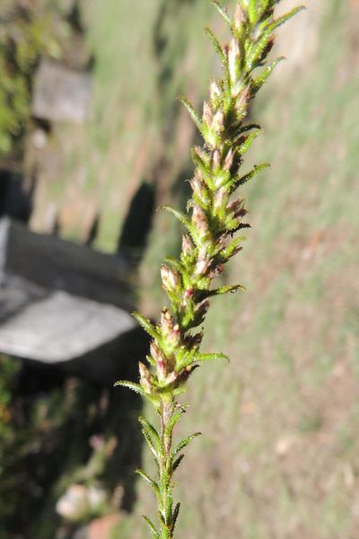 Stoebe glandulosa, photographed by jillblignaut