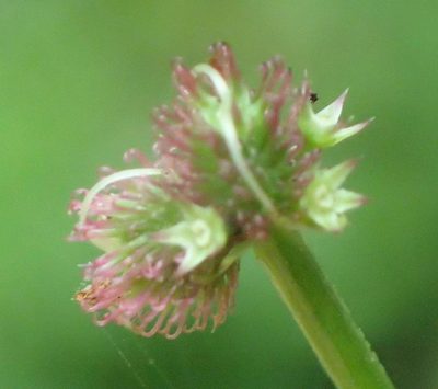 Sanicula elata, photographed by Nicola van Berkel