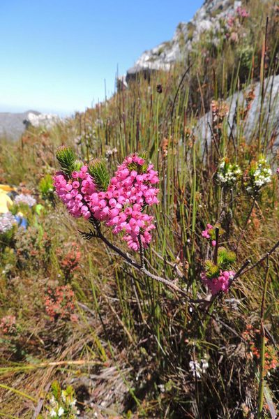 Erica regerminans, photographed by jillblignaut