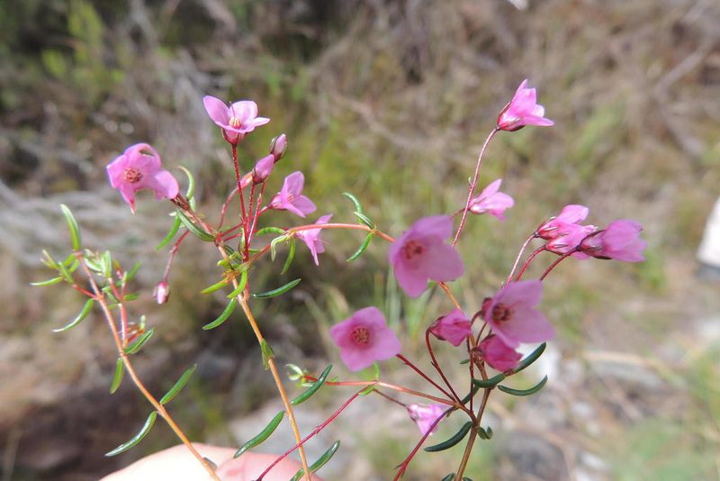 Erica tetrathecoides, photographed by jillblignaut