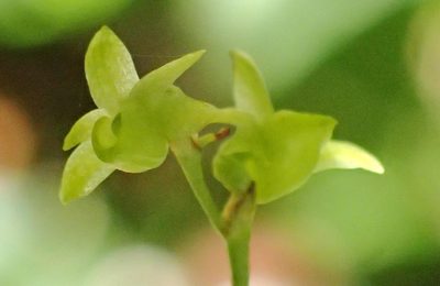 Angraecum sacciferum, photographed by Nicola van Berkel