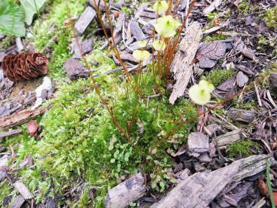 Splachnum luteum, photographed by naokitakebayashi