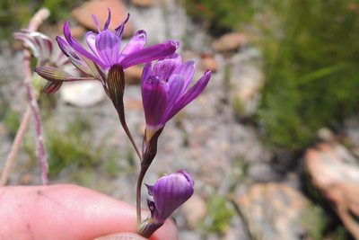 Geissorhiza burchellii, photographed by jillblignaut