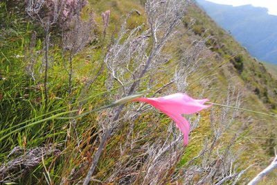 Gladiolus oreocharis, photographed by jillblignaut