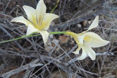 Gladiolus tristis, photographed by jillblignaut