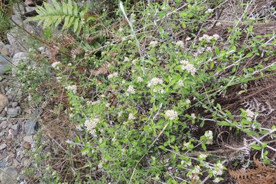 Plecostachys polifolia, photographed by jillblignaut