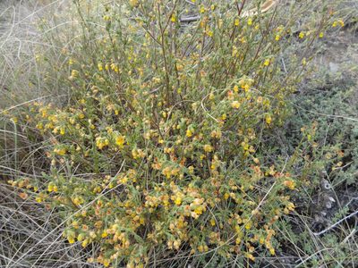 Hermannia stipulacea, photographed by jillblignaut