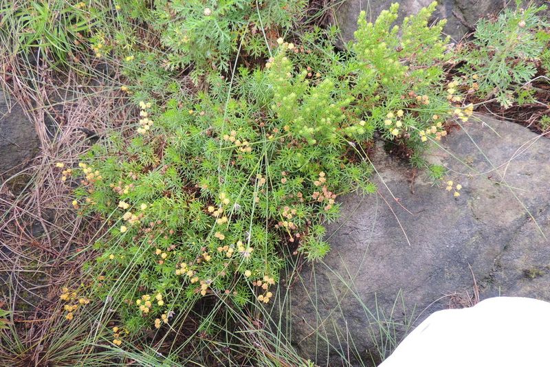 Hippia hutchinsonii, photographed by jillblignaut