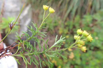 Hippia hutchinsonii, photographed by jillblignaut