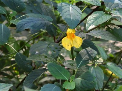 Impatiens noli-tangere, photographed by mami_t_t