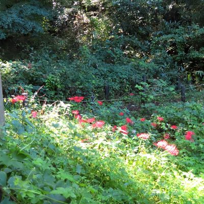 Lycoris radiata, photographed by mami_t_t