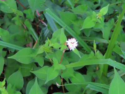 Polygonum thunbergii, photographed by mami_t_t