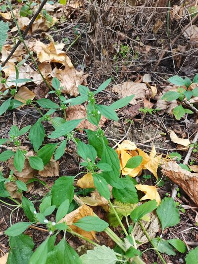 Chaiturus marrubiastrum, photographed by Zoltán Nagy