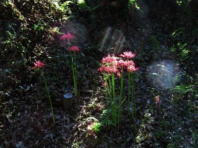 Lycoris radiata, photographed by mami_t_t