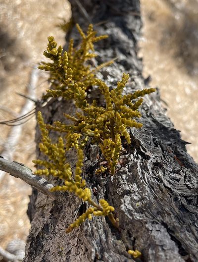 Arceuthobium littorum, photographed by Irene