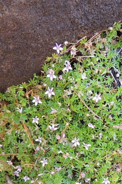 Lobelia muscoides, photographed by jillblignaut