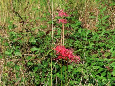 Lycoris radiata, photographed by mami_t_t