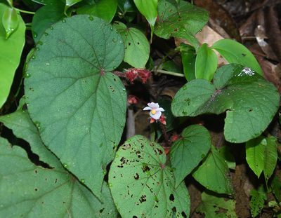 Begonia cathcartii, photographed by Rejoice Gassah