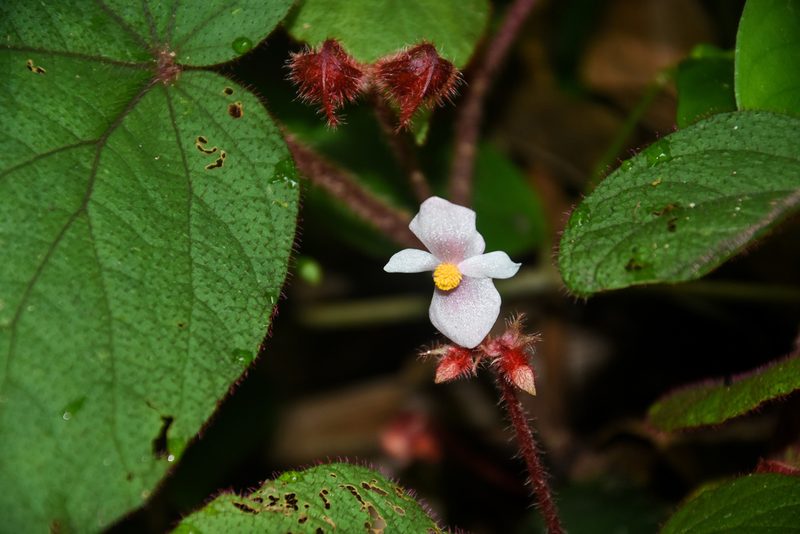 Begonia cathcartii, photographed by Rejoice Gassah