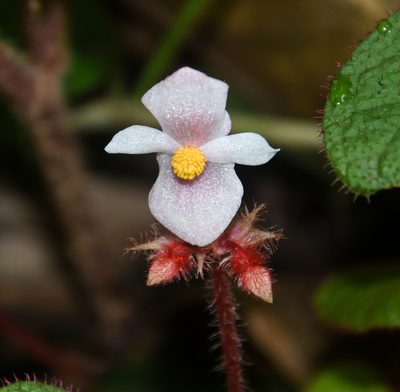 Begonia cathcartii, photographed by Rejoice Gassah
