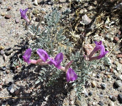 Astragalus amphioxys, photographed by sprcrkwild