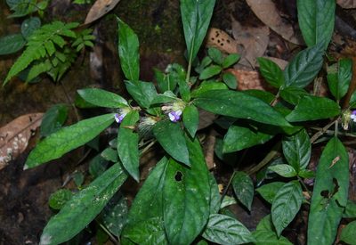 Staurogyne argentea, photographed by Rejoice Gassah