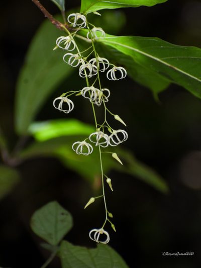 Sterculia lanceolata, photographed by Rejoice Gassah