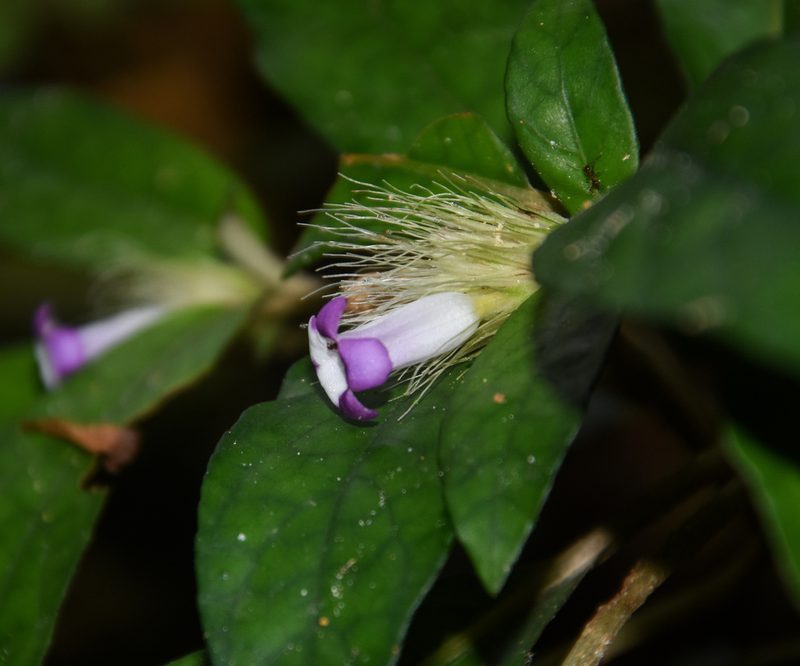 Staurogyne argentea, photographed by Rejoice Gassah
