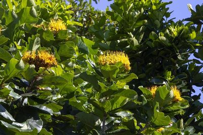 Deplanchea tetraphylla, photographed by dhfischer
