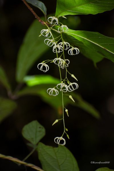 Sterculia lanceolata, photographed by Rejoice Gassah