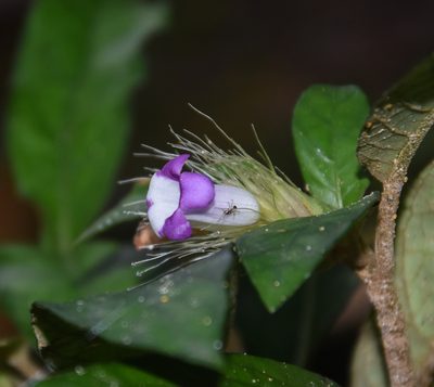 Staurogyne argentea, photographed by Rejoice Gassah
