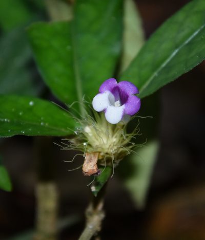 Staurogyne argentea, photographed by Rejoice Gassah
