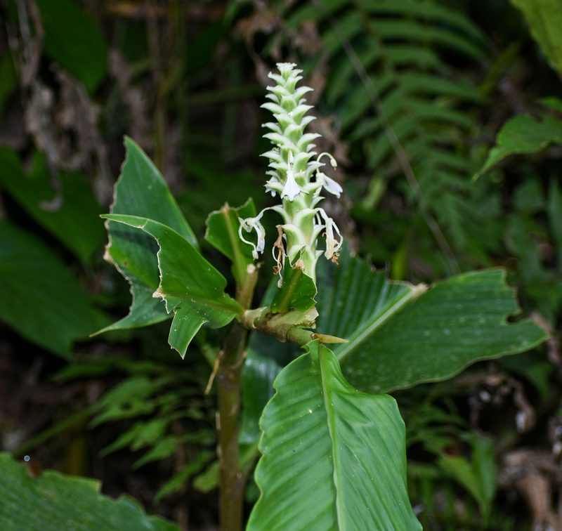 Larsenianthus careyanus, photographed by Rejoice Gassah