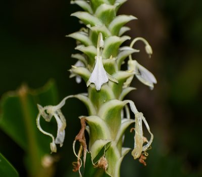 Larsenianthus careyanus, photographed by Rejoice Gassah