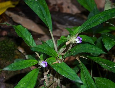 Staurogyne argentea, photographed by Rejoice Gassah