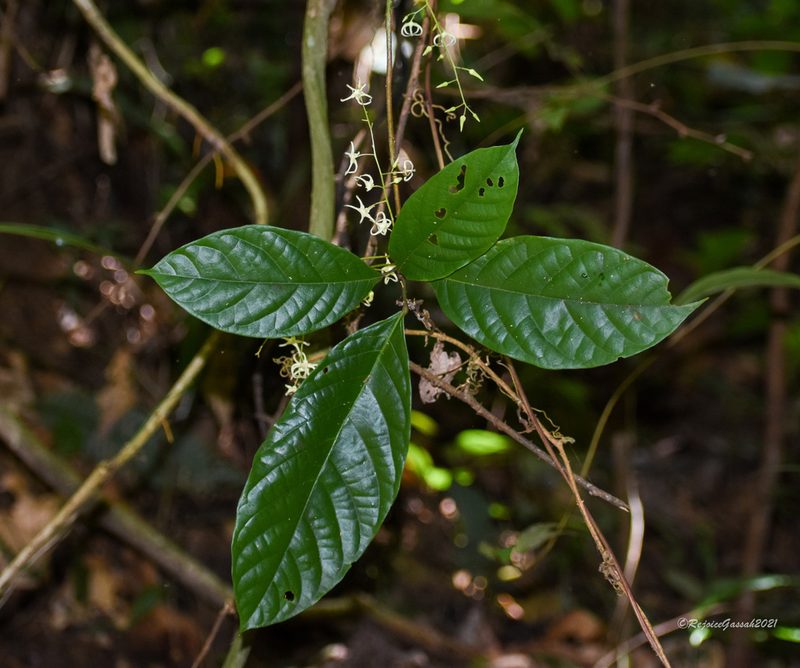 Sterculia lanceolata, photographed by Rejoice Gassah