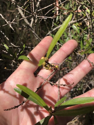 Myrsine angusta, photographed by Tim Shields