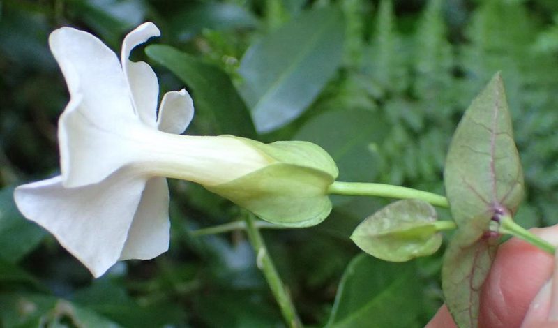 Thunbergia purpurata, photographed by Nicola van Berkel