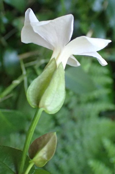 Thunbergia purpurata, photographed by Nicola van Berkel