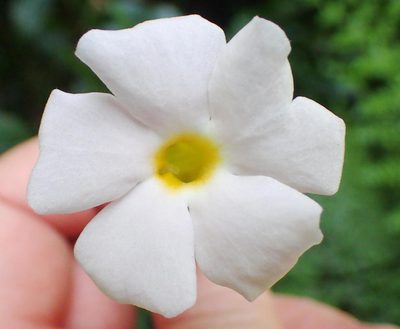 Thunbergia purpurata, photographed by Nicola van Berkel