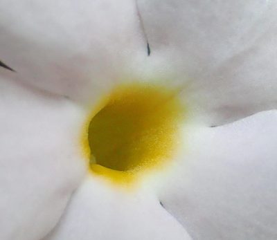 Thunbergia purpurata, photographed by Nicola van Berkel