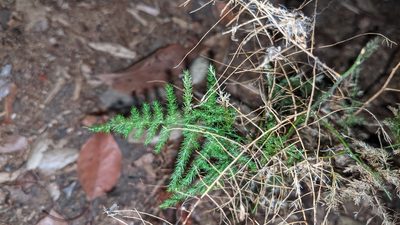 Asparagus setaceus, photographed by velodrome