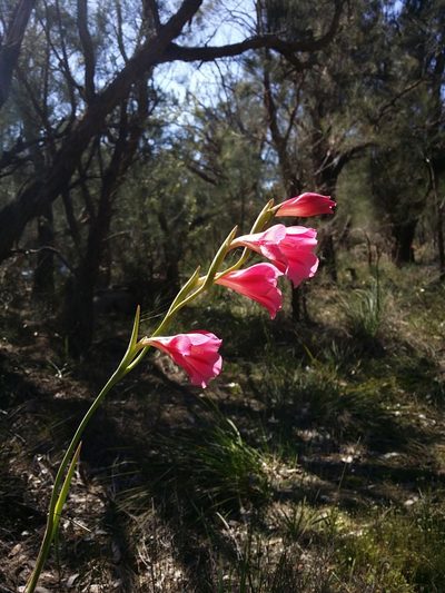 Gladiolus caryophyllaceus, photographed by Helium Luo